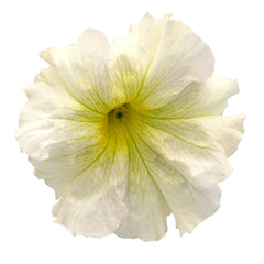 Petunia Success 360 Light Yellow PLT