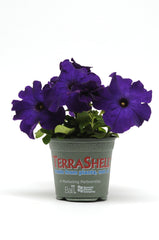 Petunia Dreams Midnight Blue