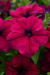Petunia Dreams Burgundy PLT