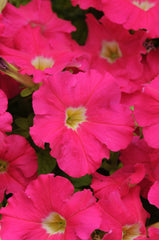 Petunia Dreams Rose PLT