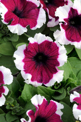 Petunia Dreams Burgundy Picotee PLT