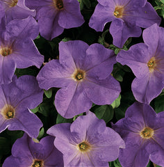 Petunia Dreams Sky Blue PLT