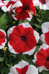 Petunia Dreams Red Picotee