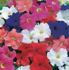 Petunia Dreams Mixture PLT