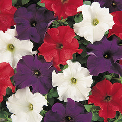 Petunia Dreams Patriot Mix PLT