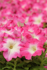 Petunia Dreams Rose Morn PLT