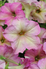 Petunia Sophistica Antique Shades PLT