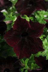 Petunia Sophistica Blackberry PLT