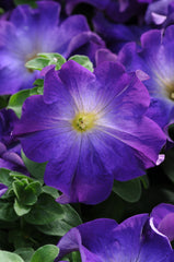 Petunia Sophistica Blue Morn PLT