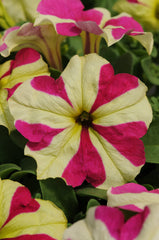 Petunia Sophistica Lime Bicolor PLT