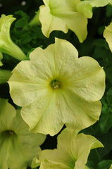 Petunia Sophistica Lime Green PLT