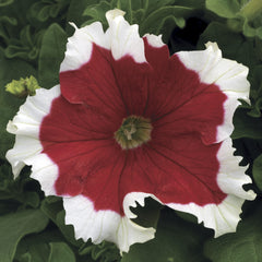 Petunia Frost Fire (Red) PLT