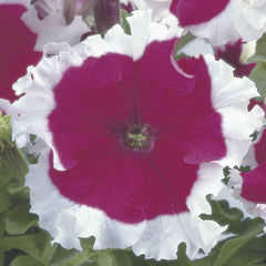 Petunia Frost Cherry PLT