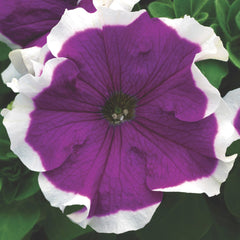 Petunia Frost Velvet PLT