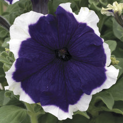 Petunia Frost Blue PLT