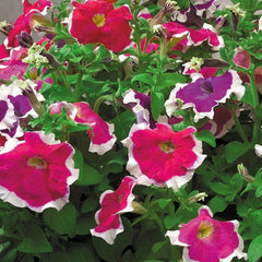 Petunia Hulahoop Mix PLT