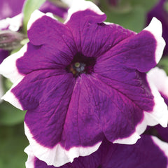 Petunia Hulahoop Blue PLT