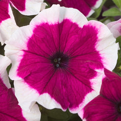 Petunia Hulahoop Burgundy PLT