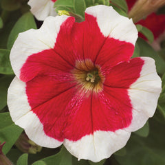 Petunia Hulahoop Red PLT