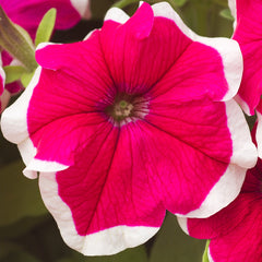 Petunia Hulahoop Rose PLT