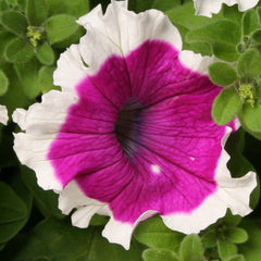 Petunia Hulahoop Velvet PLT