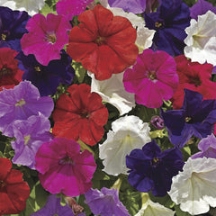 Petunia Picobella Mix PLT