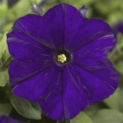 Petunia Picobella Blue PLT