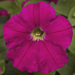 Petunia Picobella Carmine PLT