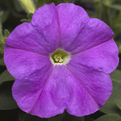 Petunia Picobella Light Lavender PLT