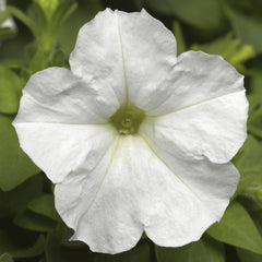 Petunia Picobella White PLT