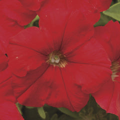 Petunia Picobella Red PLT