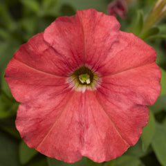 Petunia Picobella Salmon PLT