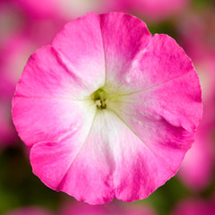 Petunia Picobella Rose Morn PLT