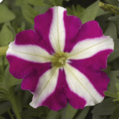 Petunia Picobella Rose Star PLT