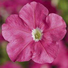 Petunia Picobella Rose Star PLT