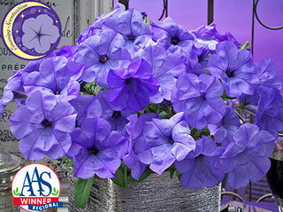 Petunia Evening Scentsation PLT