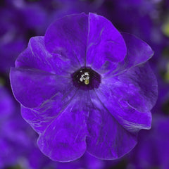 Petunia TriTunia Blue