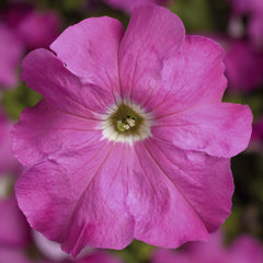 Petunia TriTunia Pink PLT