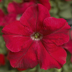 Petunia TriTunia Red PLT