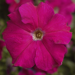 Petunia TriTunia Rose PLT