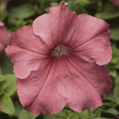 Petunia TriTunia Salmon PLT