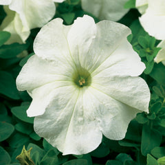 Petunia TriTunia White PLT