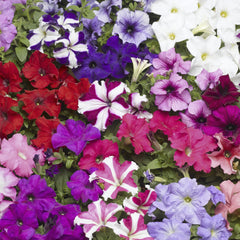 Petunia TriTunia Mix PLT
