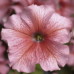 Petunia TriTunia Salmon Vein PLT