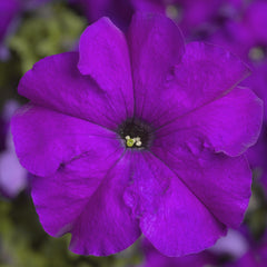 Petunia TriTunia Violet PLT