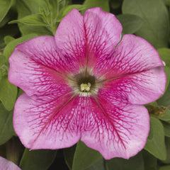 Petunia TriTunia Pink Vein PLT.