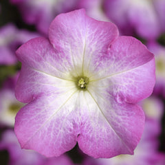 Petunia TriTunia Pink Morn PLT