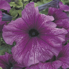 Petunia TriTunia Plum PLT