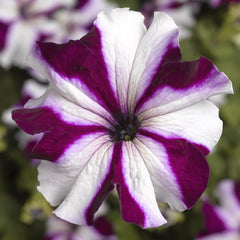 Petunia TriTunia Crimson Star PLT