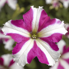 Petunia Tritunia Rose Star PLT